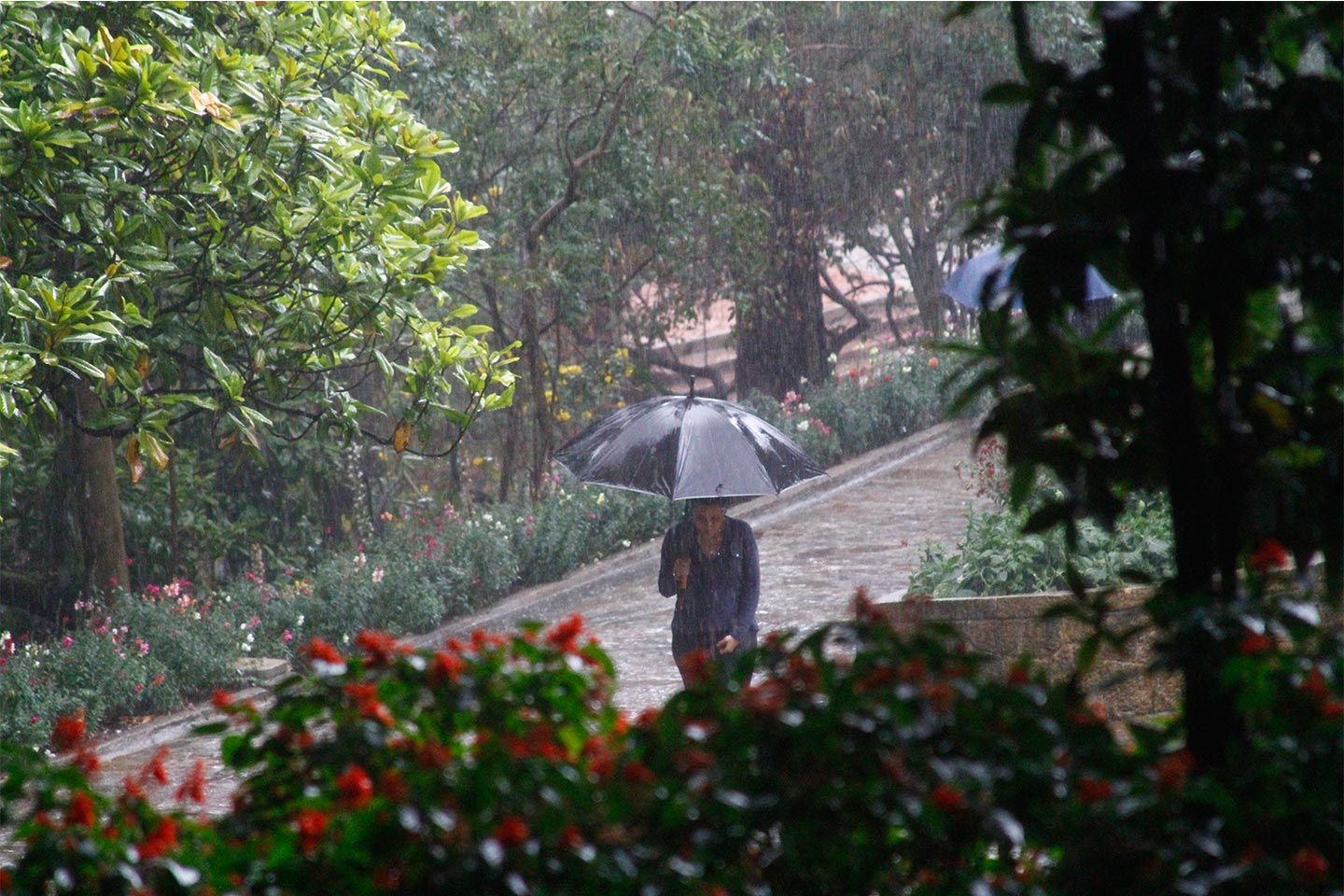 dia-de-lluvia,-sombrilla,-estudiante,-plazoleta-sur,-flores
